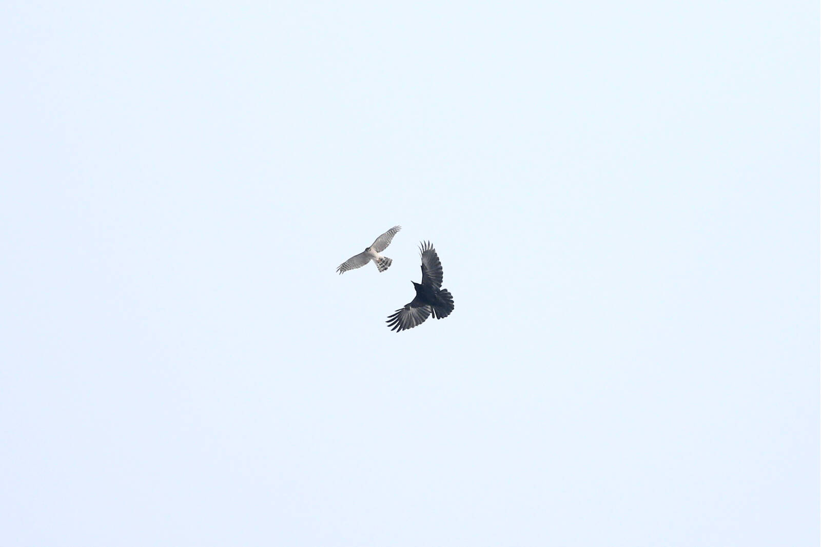 苍鹰 (Accipiter gentilis). 新疆鸟类.