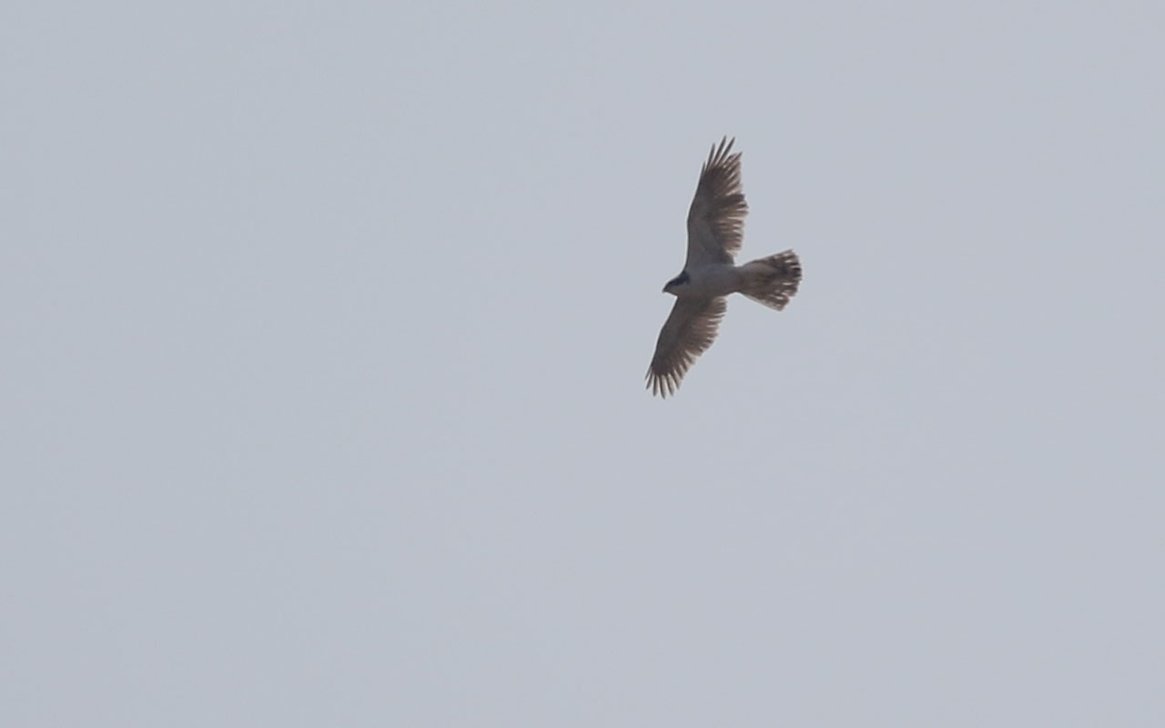 苍鹰 (Accipiter gentilis). 新疆鸟类.