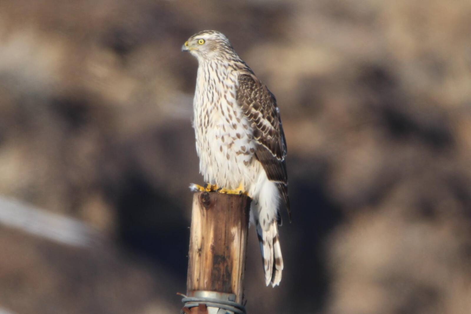 苍鹰 (Accipiter gentilis). 新疆鸟类.