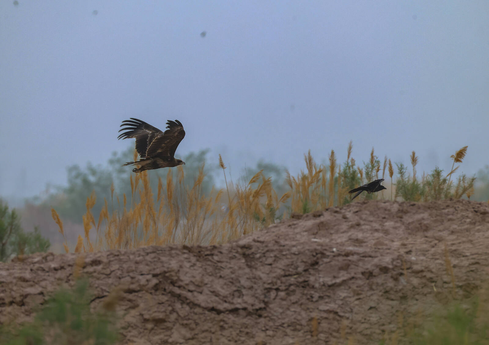 乌雕 (Aquila clanga). 新疆鸟类.